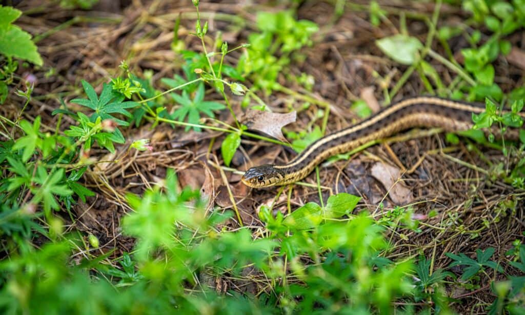 Serpente a nastro d'acqua