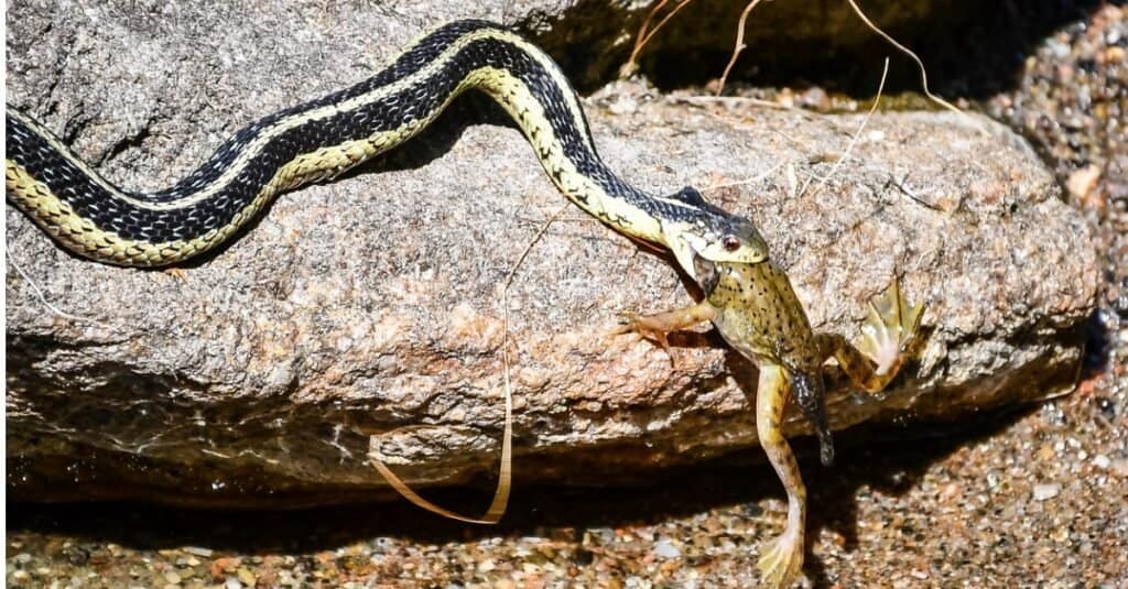 Cosa mangiano i serpenti giarrettiera - giarrettiera-serpente-mangia-rana