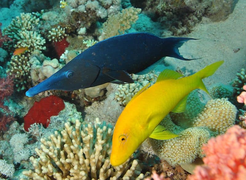Green Birdmouth Wrasse nuotare con giallo Goatfish