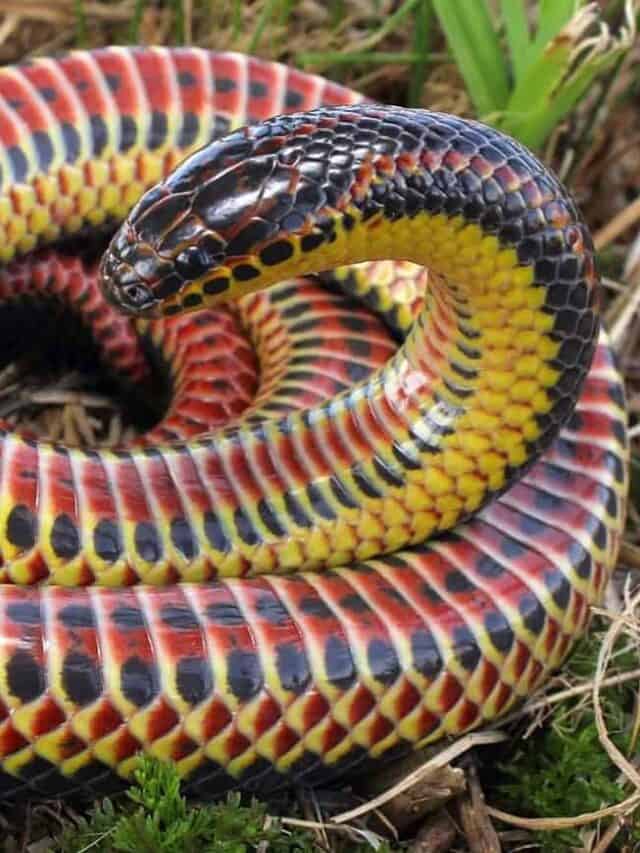 ritagliata-Farancia_erytrogramma_rainbow_snake.jpg