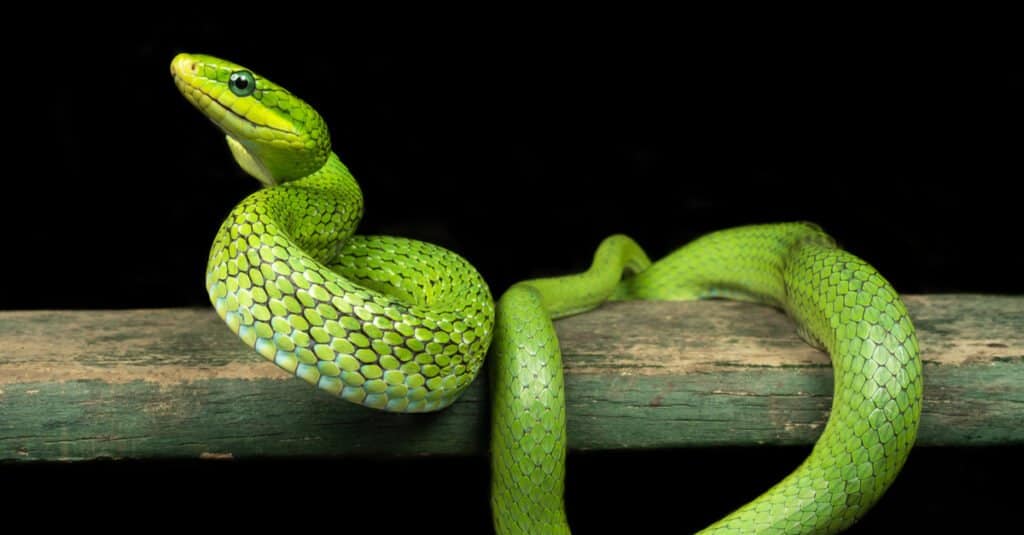 Serpente di topo di Bush verde