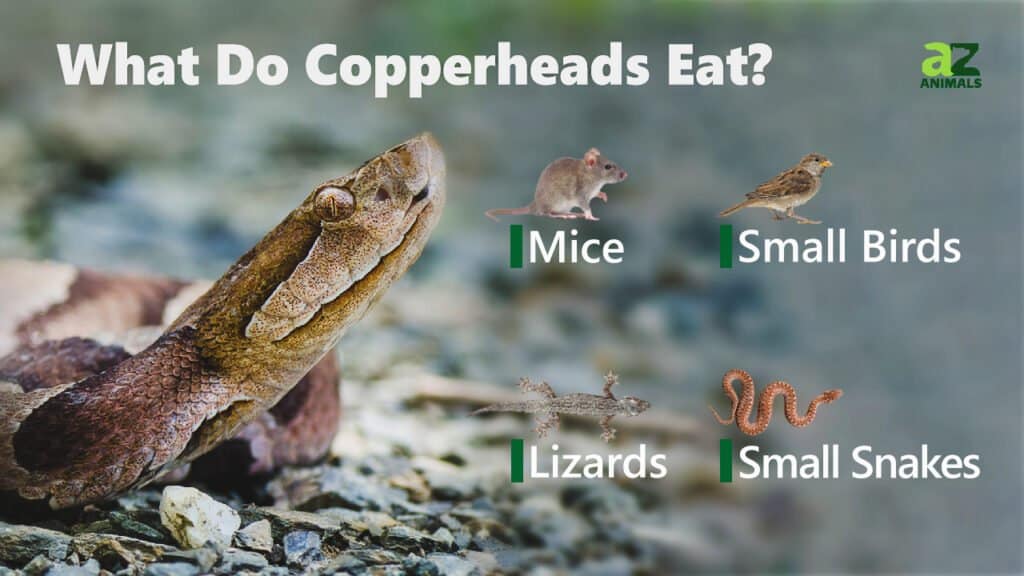 Cosa mangiano i Copperhead