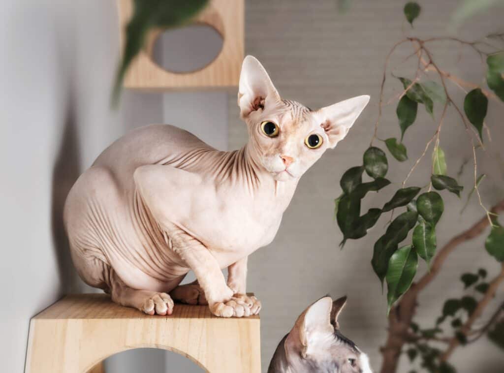 Gatto Sphynx accovacciato su un moderno sistema di arrampicata per gatti.  I gatti Sphynx sono creature giocose.