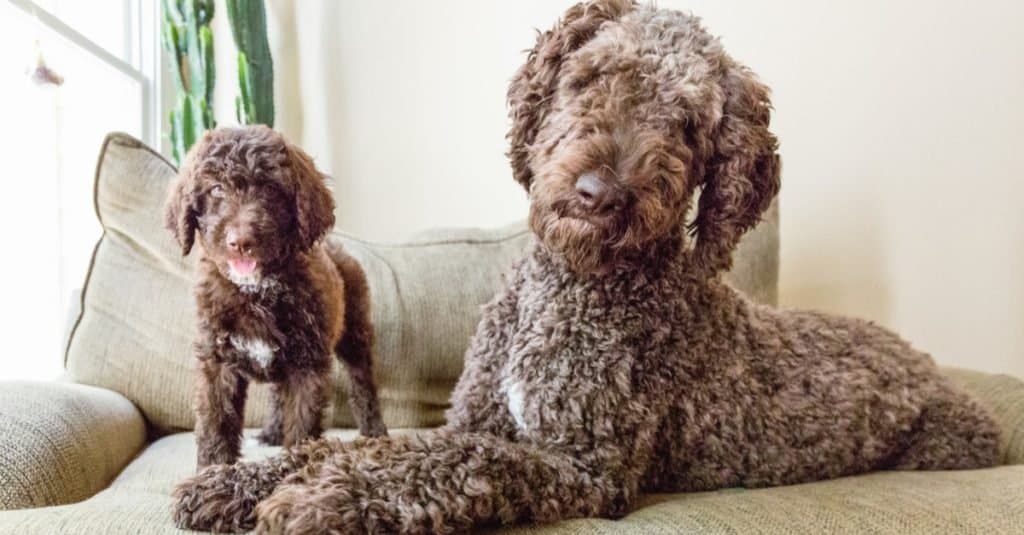 Cucciolo di cane Shepadoodle
