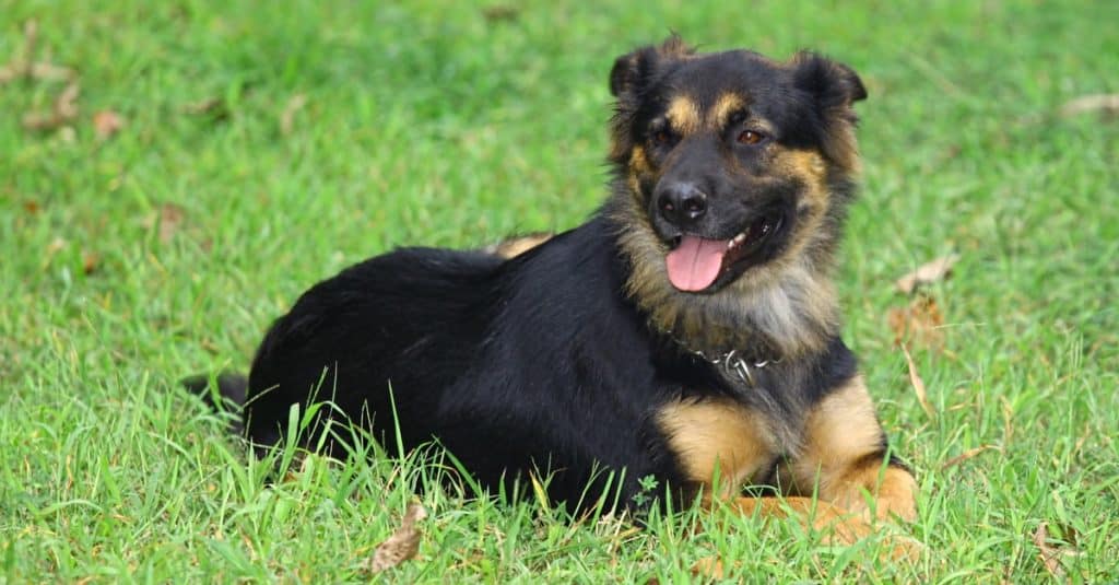 Portare il pastore tedesco Rottweiler si mescola all'esterno in un campo in erba godendosi le ultime giornate estive
