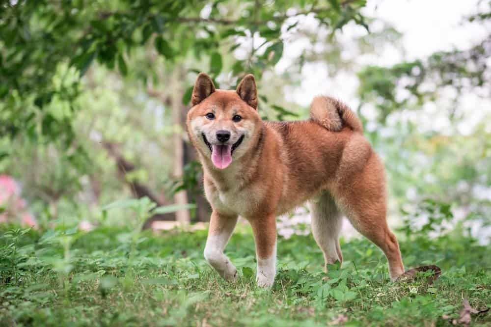 Shiba Inu fuori sull'erba