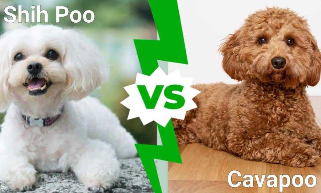 Shih Poo contro Cavapoo