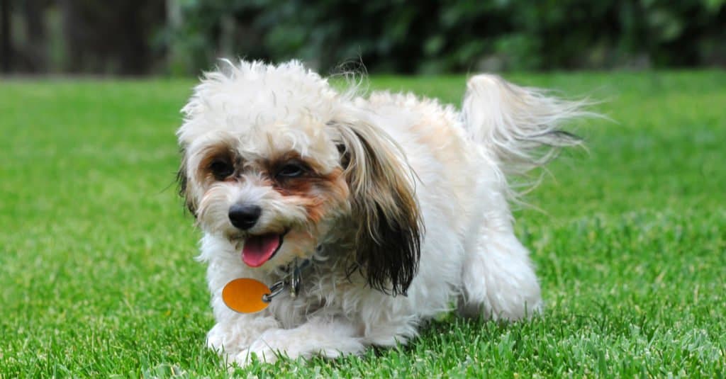 Maltipoo contro Shih Poo