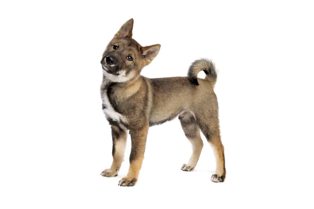cucciolo di shikoku