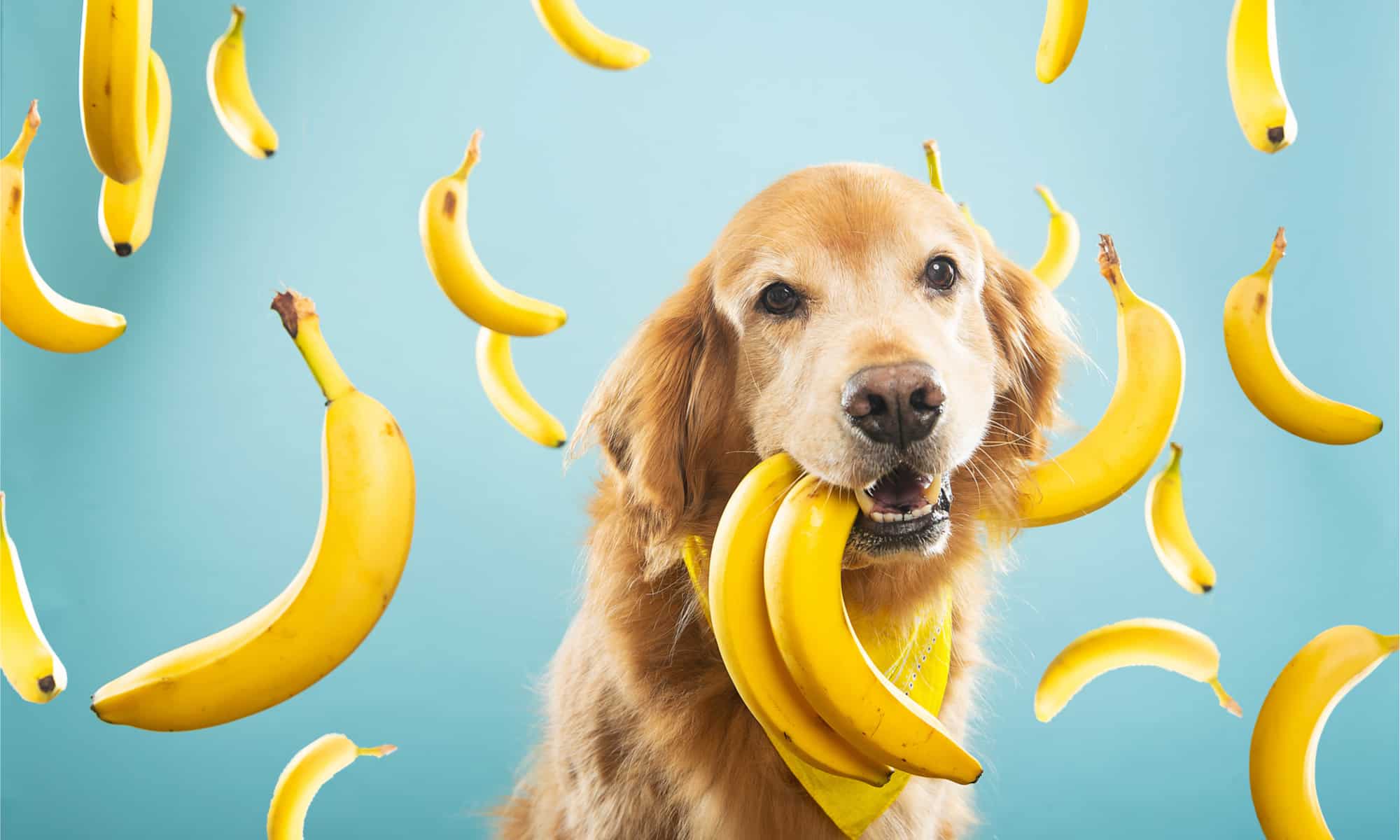 Golden retriever con molte banane