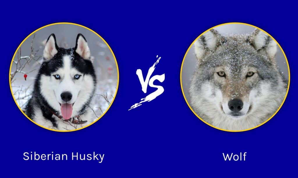 Husky siberiano contro lupo