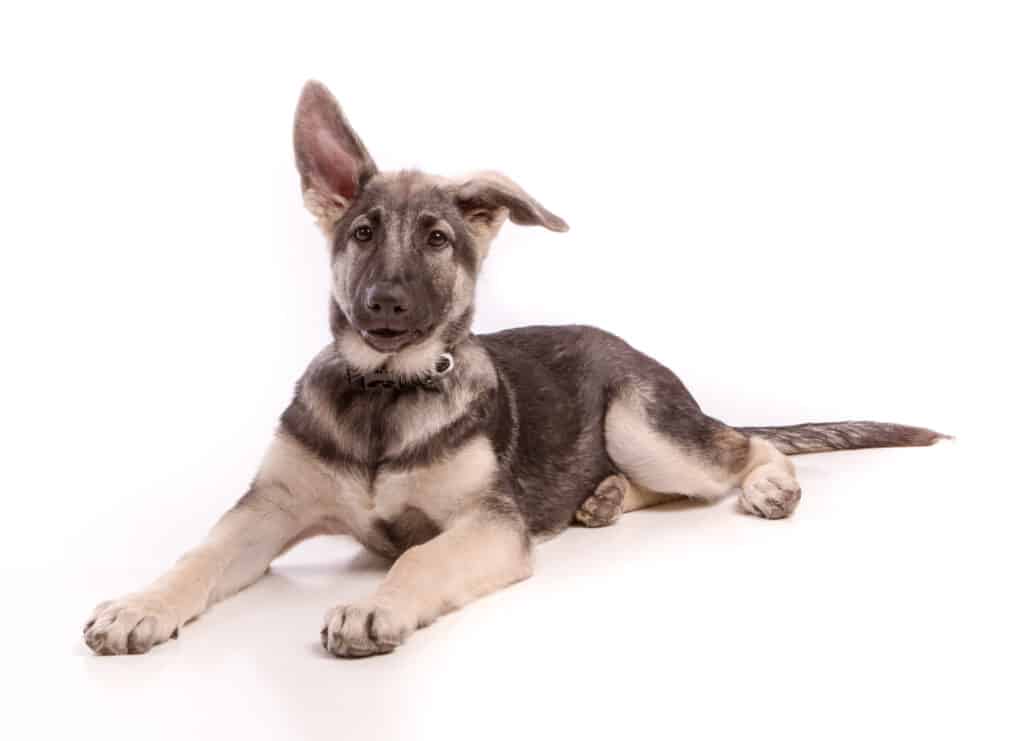Cucciolo di pastore Shiloh