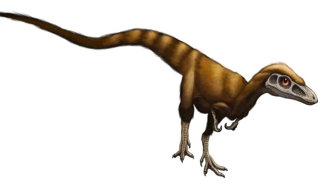 Sinosauropteryx isolato su sfondo bianco