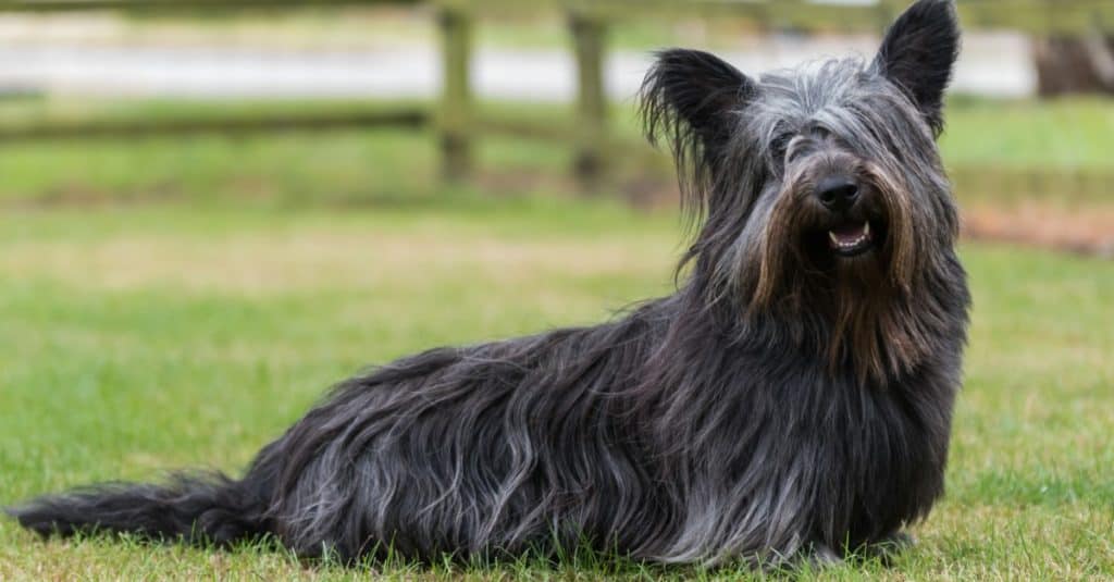 Black Skye Terrier seduto sull'erba