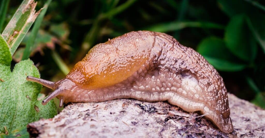 Una grossa lumaca che striscia sul terreno lasciando la sua melma dappertutto.