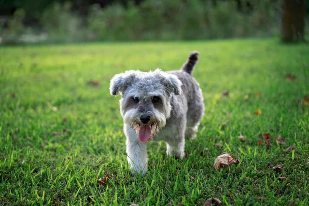 Un simpatico cane Snorkie