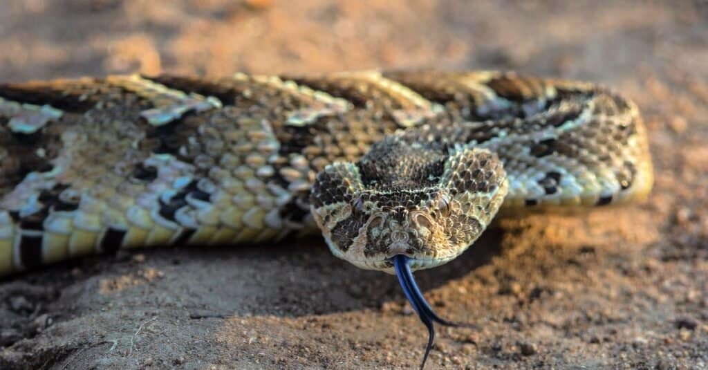 vipera sfoglia con la lingua fuori