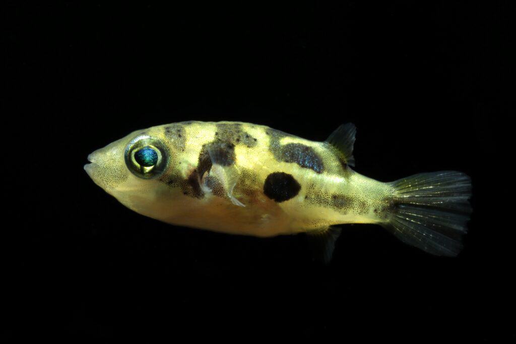 Pisello palla di profilo su sfondo nero