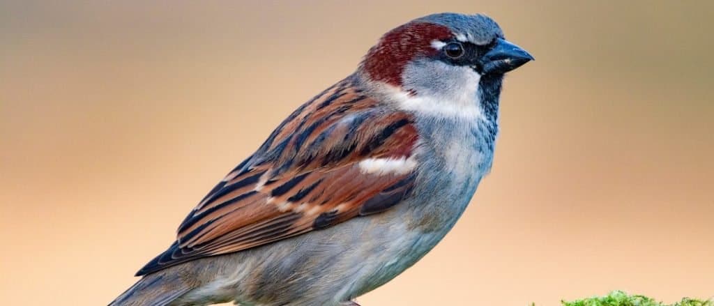 Un maschio di casa passero (Passer domesticus) seduto su un ramo di muschio