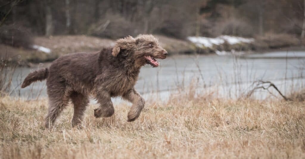 Correre e giocare con il cane Spinone Italiano.