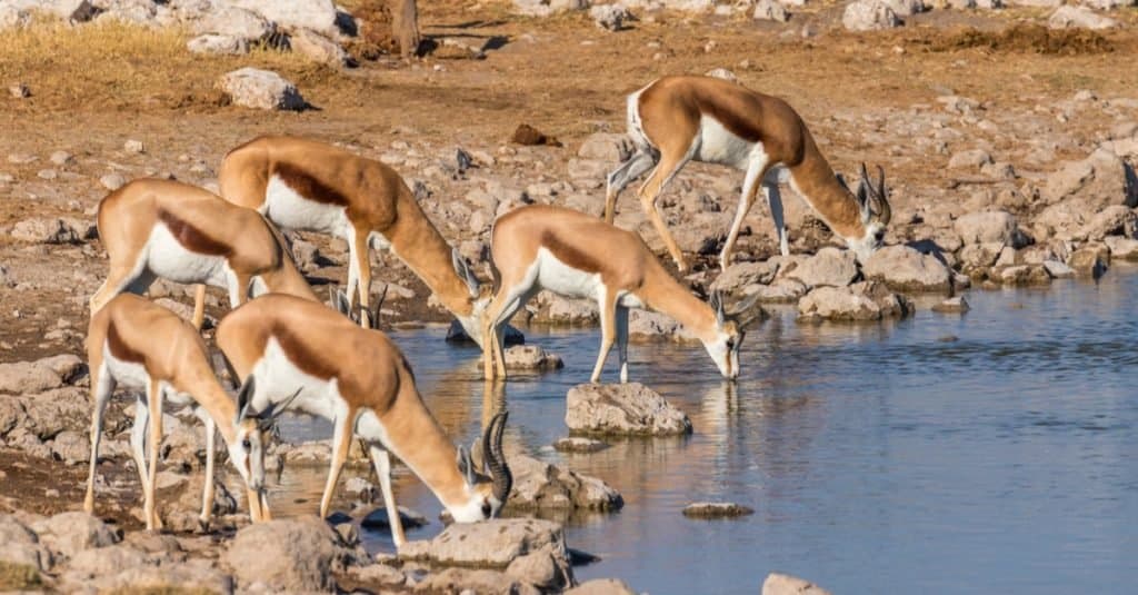 Una mandria di springbok ( Antidorcas Marsupialis) che beve in un foro per l'acqua, il Parco Nazionale di Etosha, Namibia.