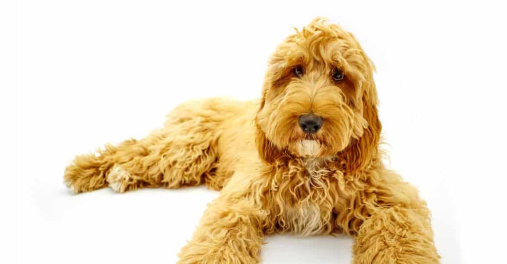 tan springerpoodle sdraiato