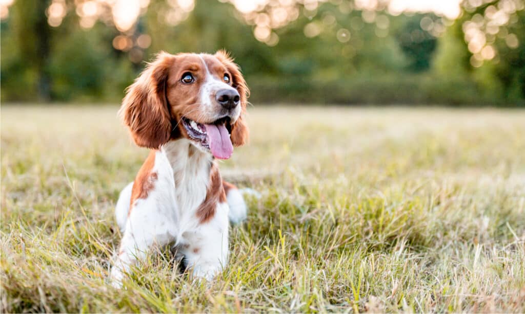 melatonina per cani