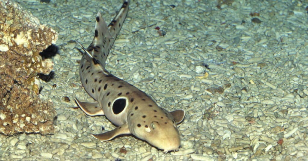 Squalo che cammina sulla terra - Epaulette Shark