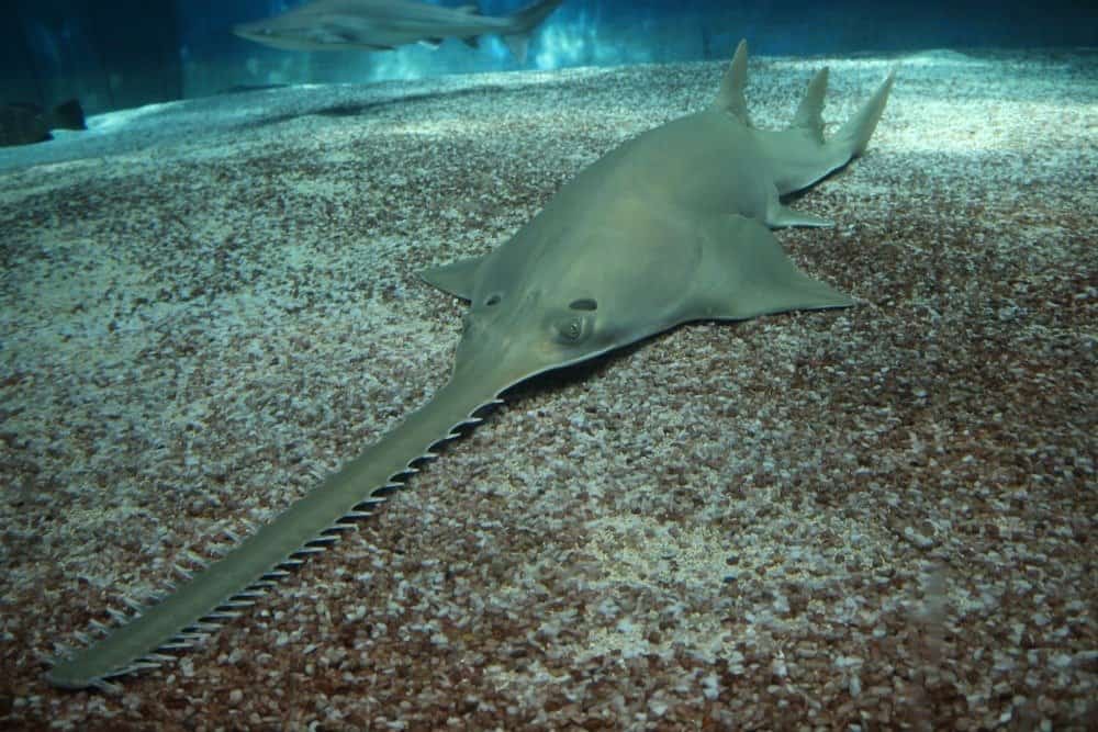 Pesce sega che nuota appena sopra il fondale marino