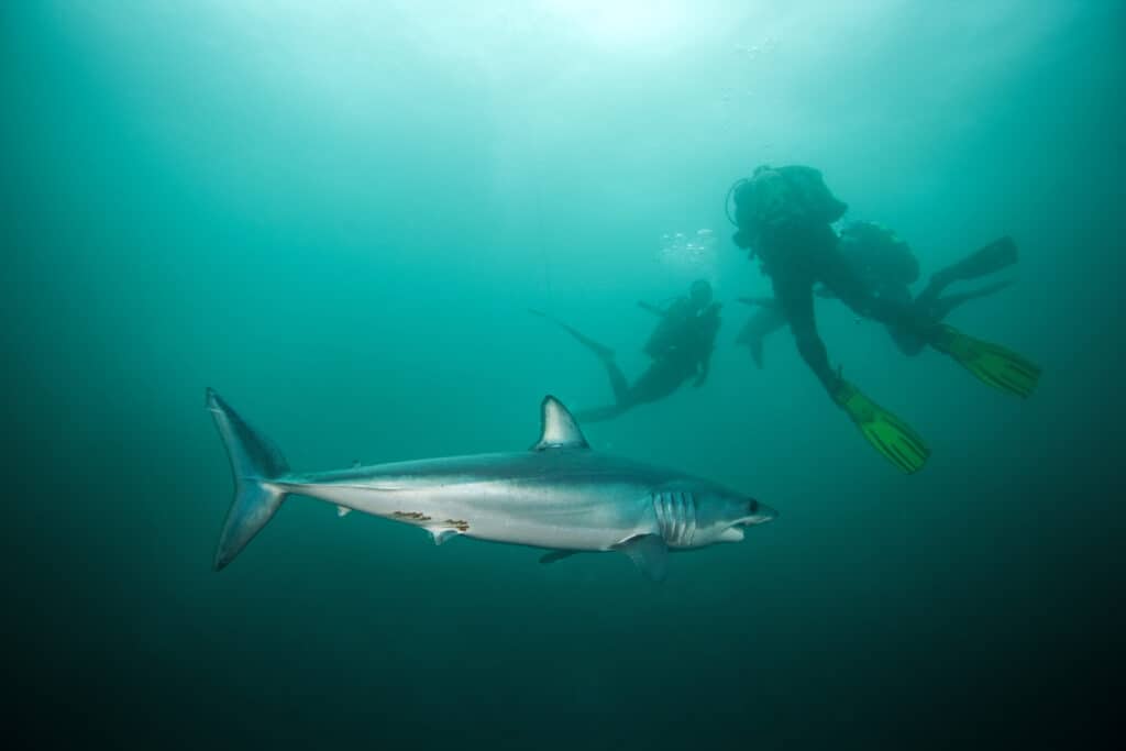 Gli squali mako longfin si trovano in tutte le acque tropicali degli oceani del mondo.