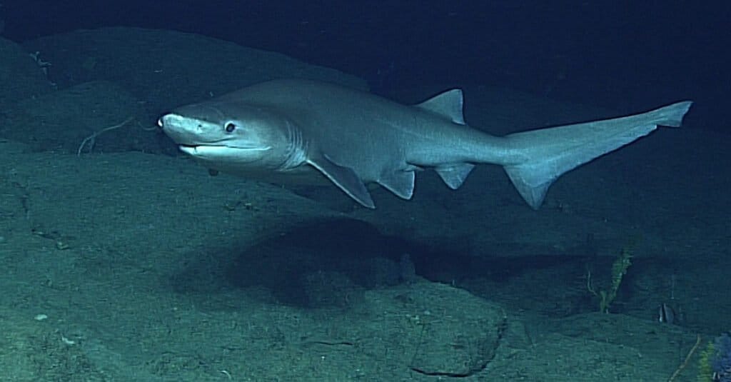 Uno squalo Sixgill che nuota al largo dell'isola di Vancouver, Canada.
