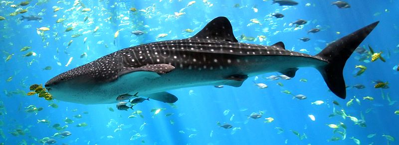 Squalo balena maschio al Georgia Aquarium