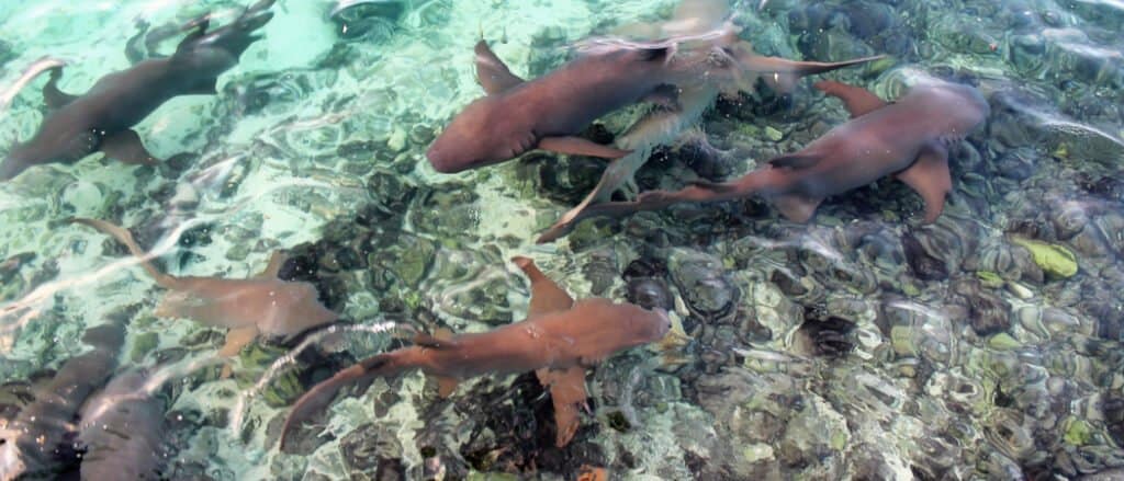 Animali che vivono vicino ai vulcani: gli squali dormienti