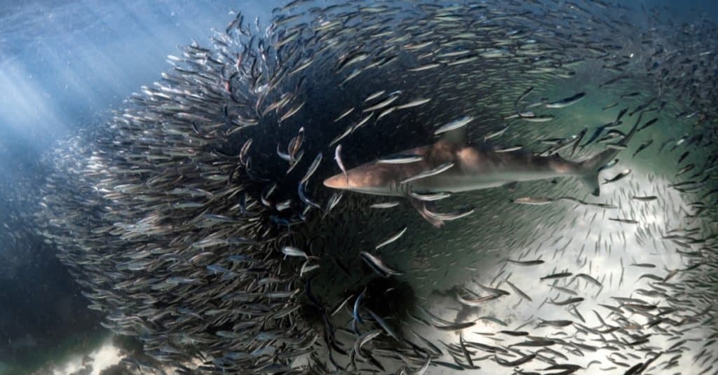 Squalo spinner alimentazione su baitfish, Ningaloo Reef, Australia occidentale.