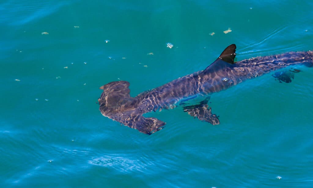 Squalo martello liscio (Sphyrna zygaena) che nuota vicino alla superficie.