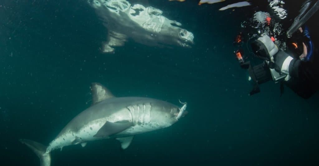 Un subacqueo che fotografa uno squalo salmone in mare aperto.