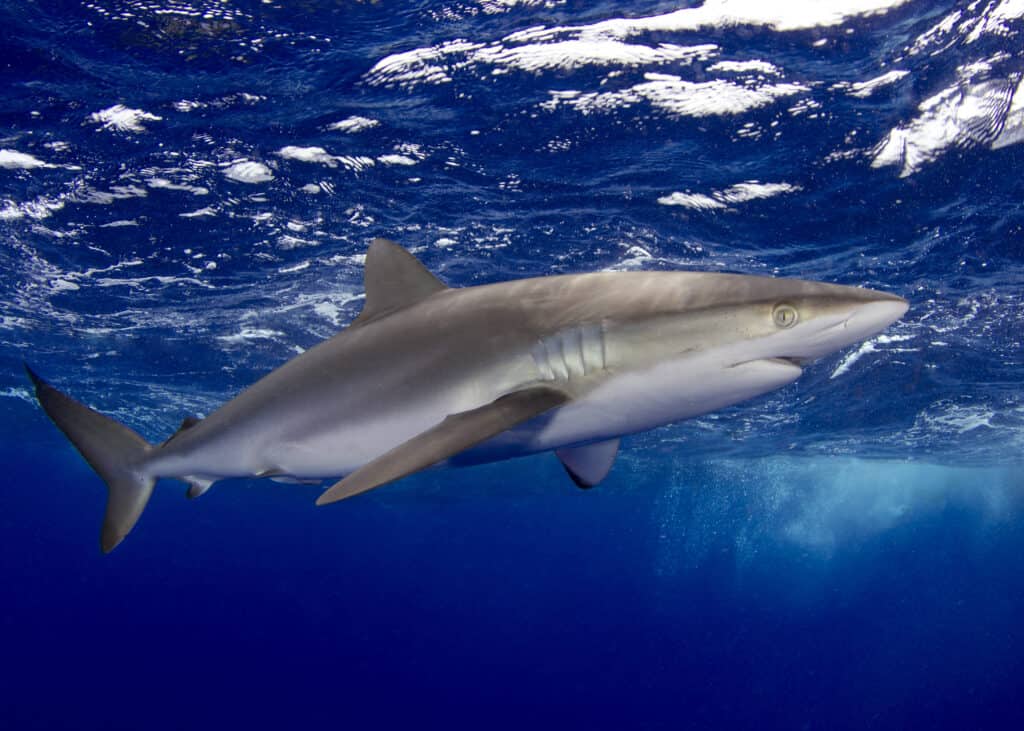 Squalo setoso che nuota alle Bahamas
