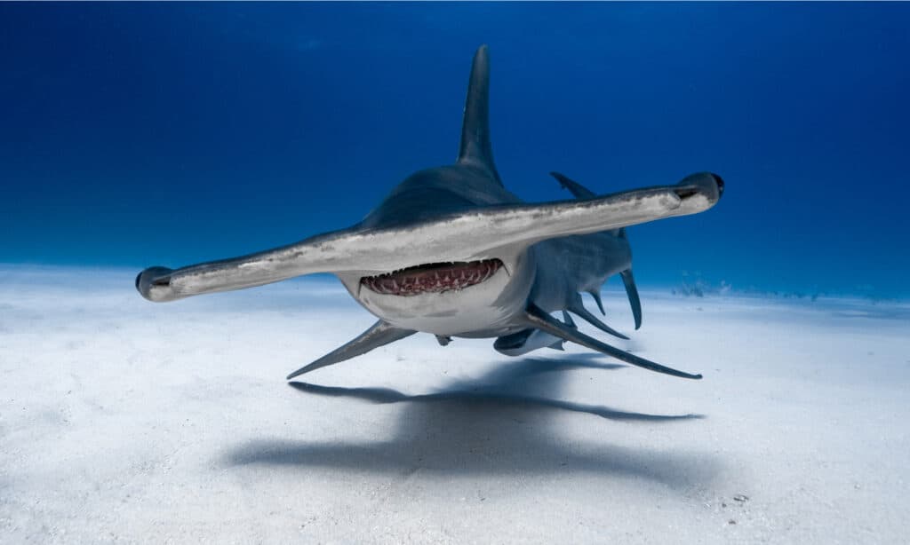 Grande squalo martello alle Bahamas. Sono cacciatori aggressivi e attaccheranno se minacciati.