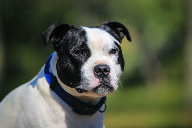 Staffordshire bull terrier è sotto il termine pitbull