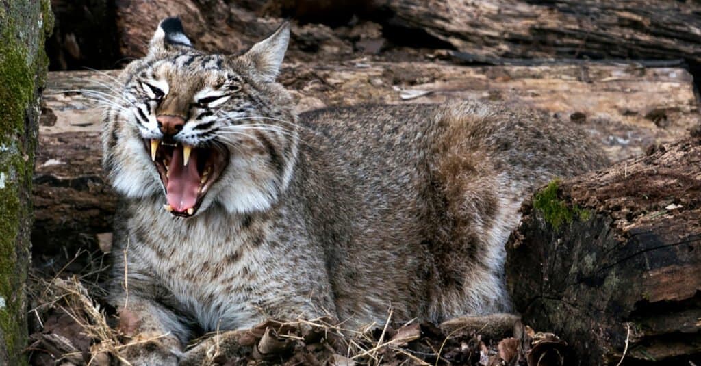 Denti di Bobcat - Bocca di apertura di Bobcat