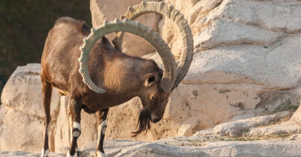Uno stambecco siberiano (Capra sibirica) in cima alle rocce in una giornata calda.