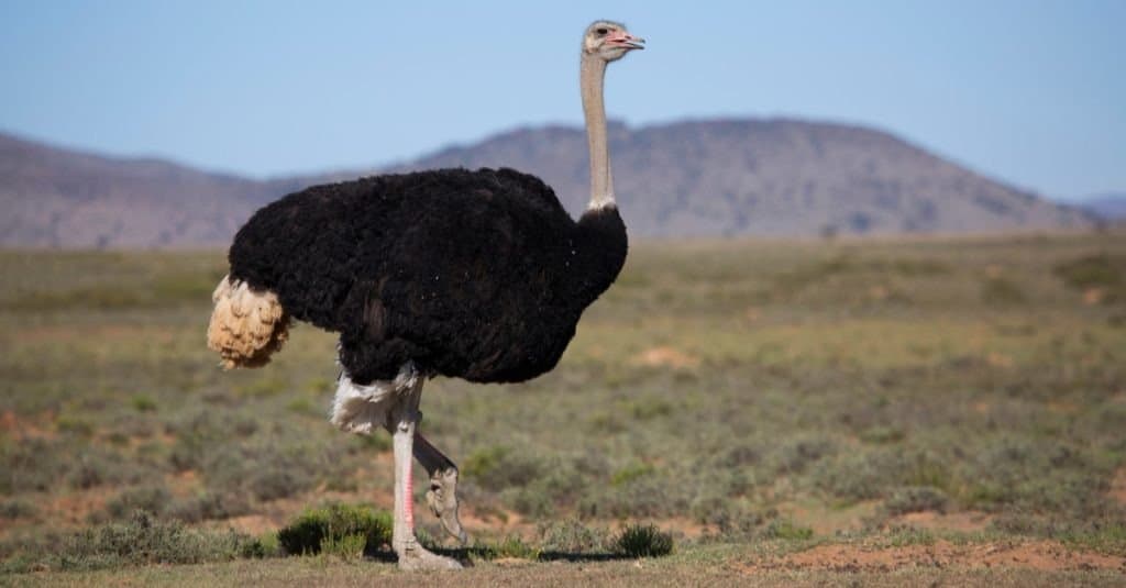 Struzzo comune maschio, Struthio camelus, alla ricerca di cibo e pattugliamento della zona