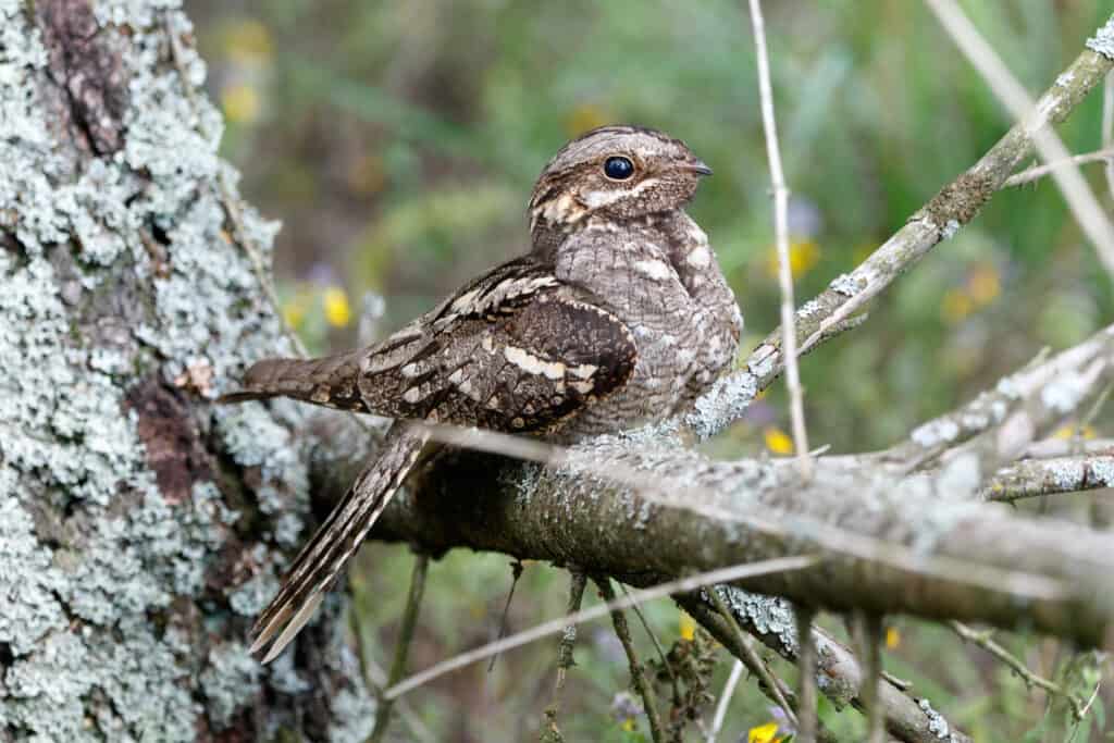Succiacapre europeo in un albero