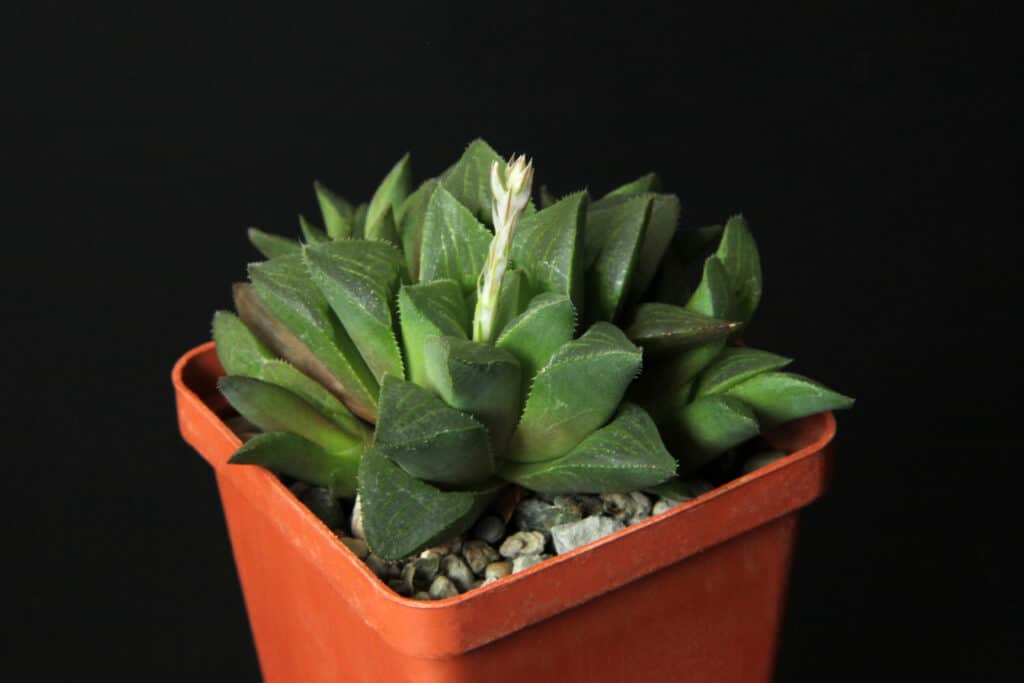 Haworthia Black