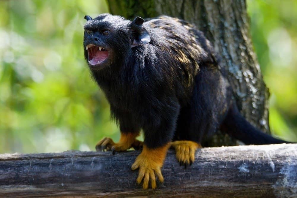 Il tamarin dalla mano rossa (Saguinus midas) è un albero con la bocca aperta