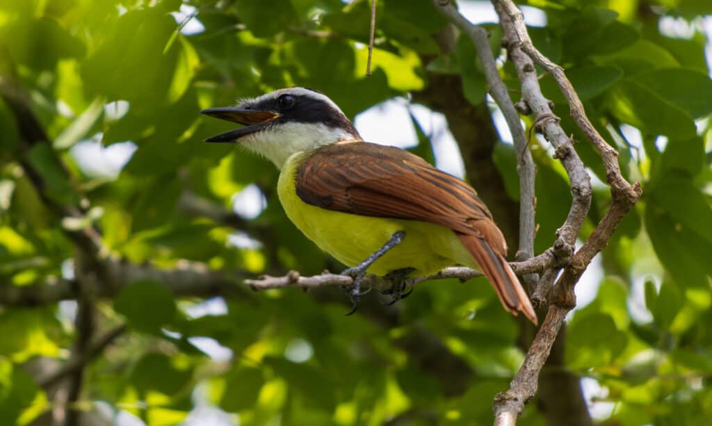 Tanager nero e giallo