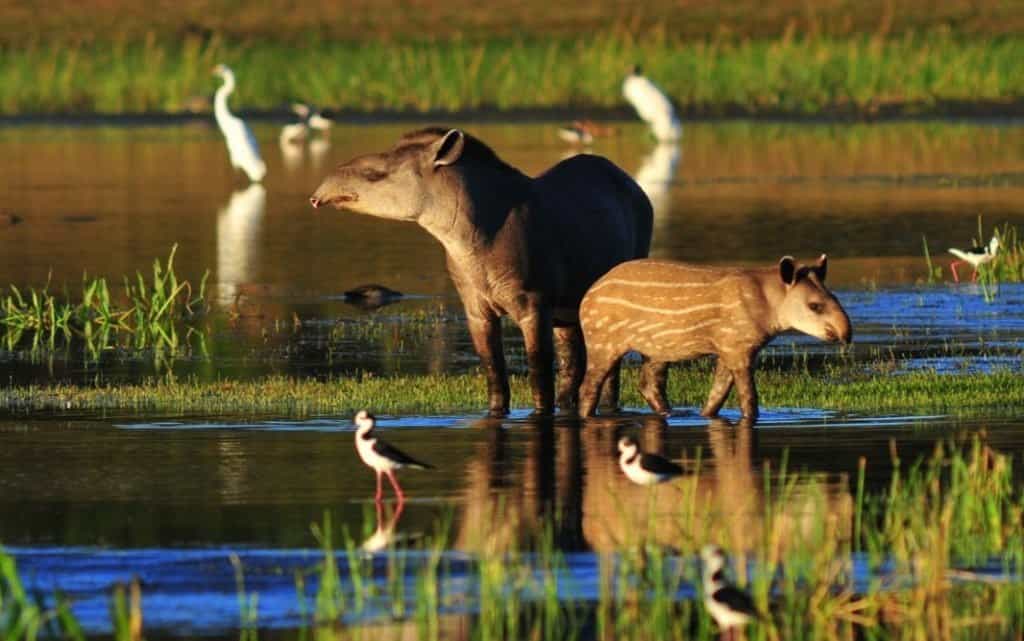 Tapiro madre con bambino