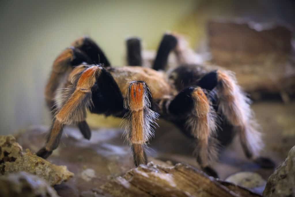 Tarantola Fireleg messicana