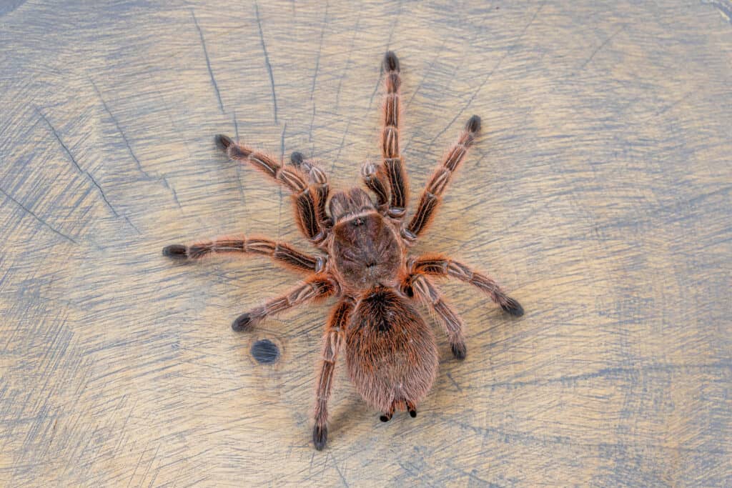 Tarantola rosa cilena