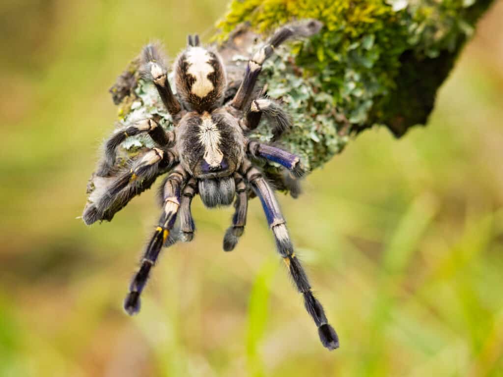 Tarantola di zaffiro Gooty